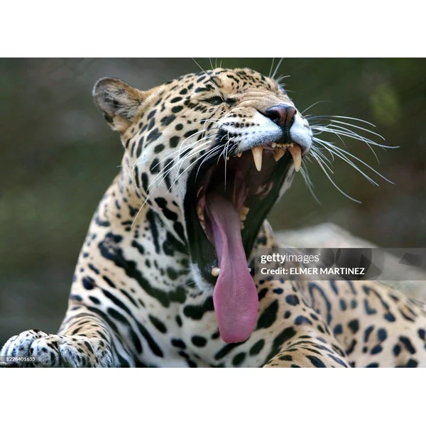 EL Jaguar
