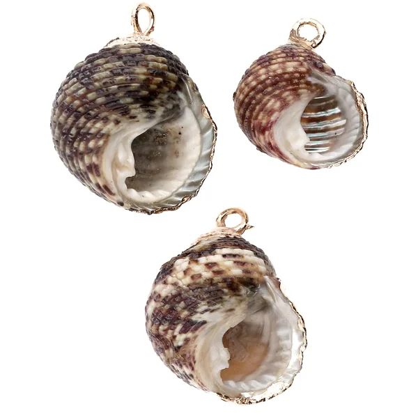 Pendentif coquillage tacheté de 15 à 20 mm avec bordures dorées - Gris - Noir x1